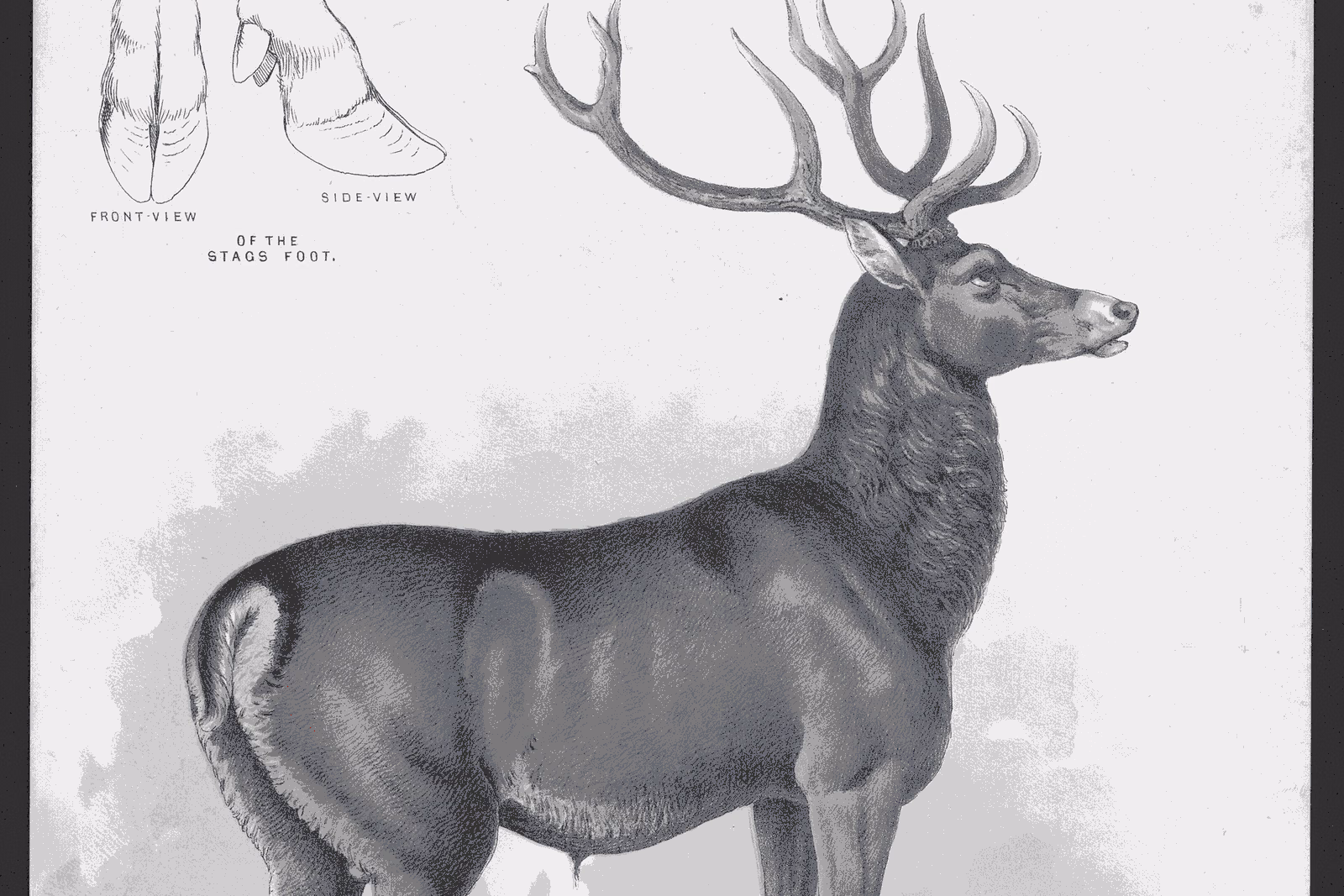Nineteenth-century lithograph of an American elk with large branching antlers